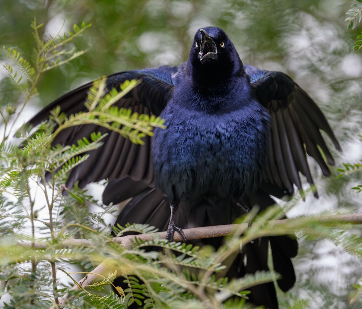 Great-tailed Grackle - ML619416903