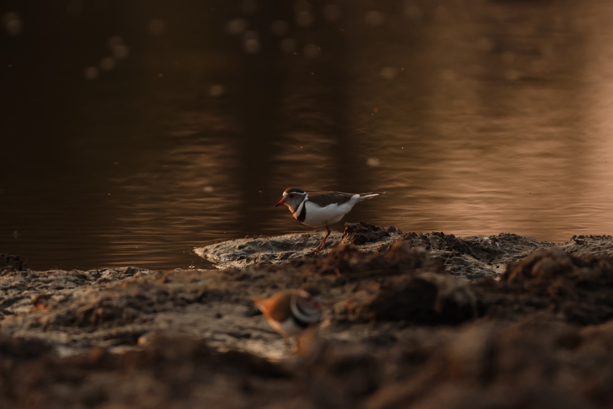 Three-banded Plover - ML619416915