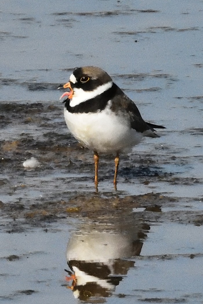 Semipalmated Plover - ML619416916