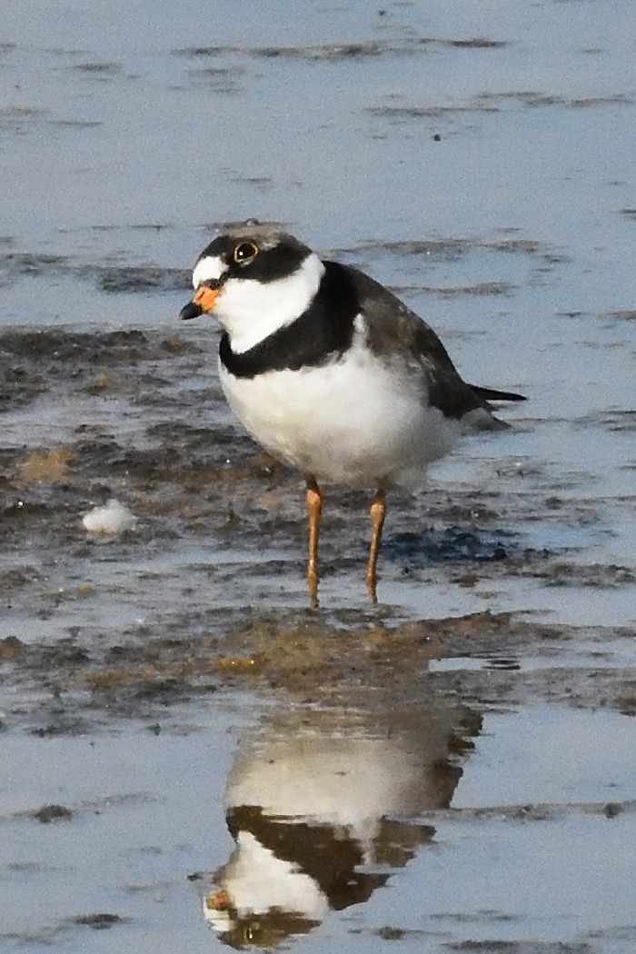 Semipalmated Plover - ML619416923