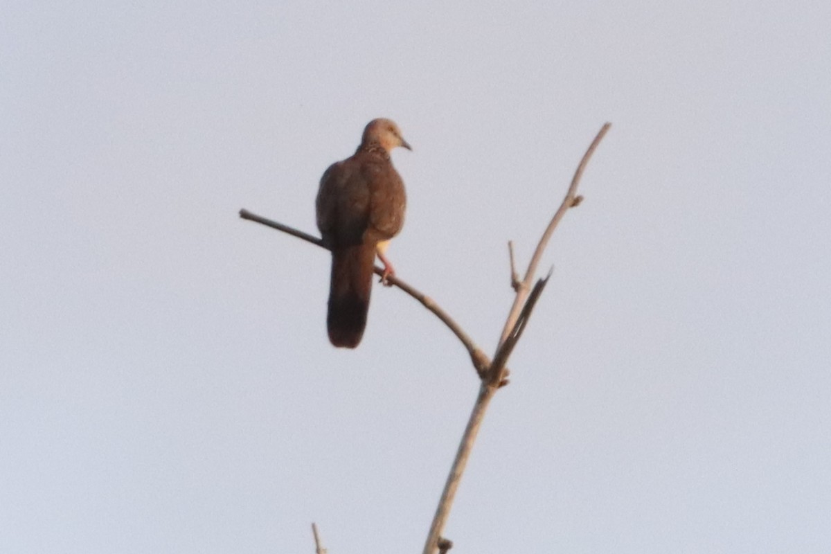 Spotted Dove - ML619416991