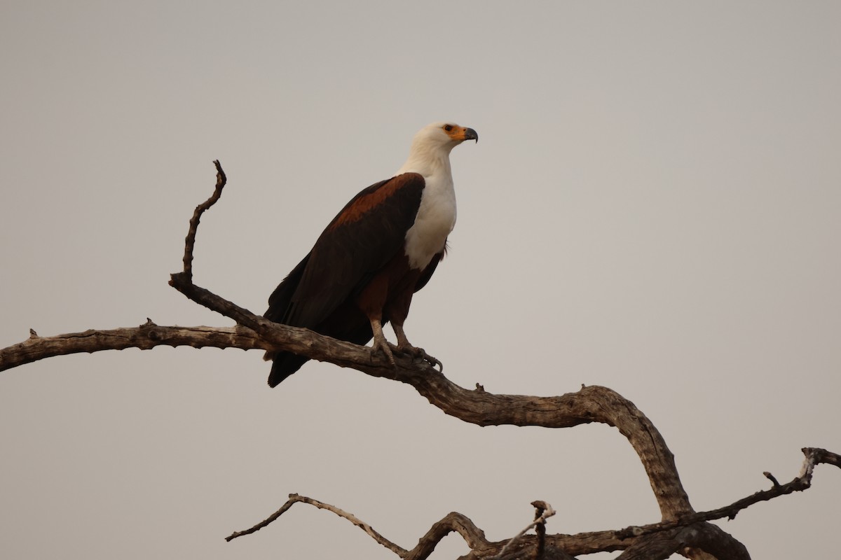 African Fish-Eagle - ML619417034