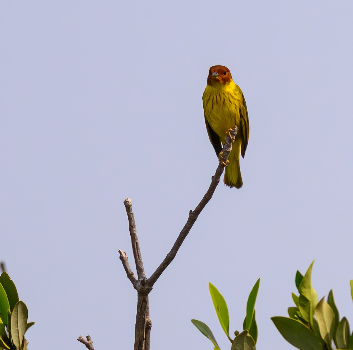 Yellow Warbler (Mangrove) - ML619417039