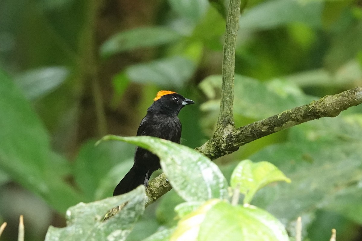 Tawny-crested Tanager - ML619417041