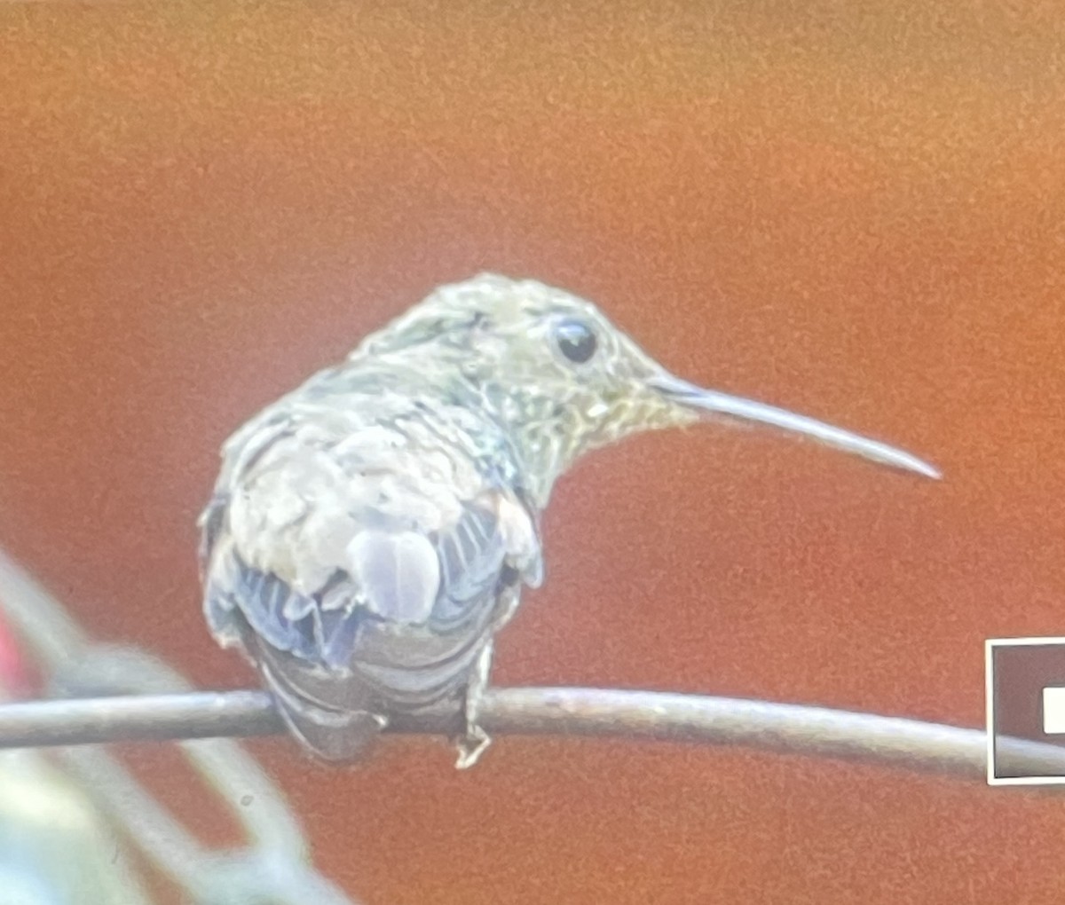 Berylline Hummingbird - ML619417063