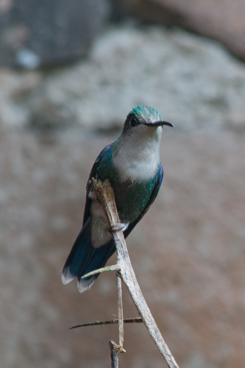kolibřík vidloocasý - ML619417101