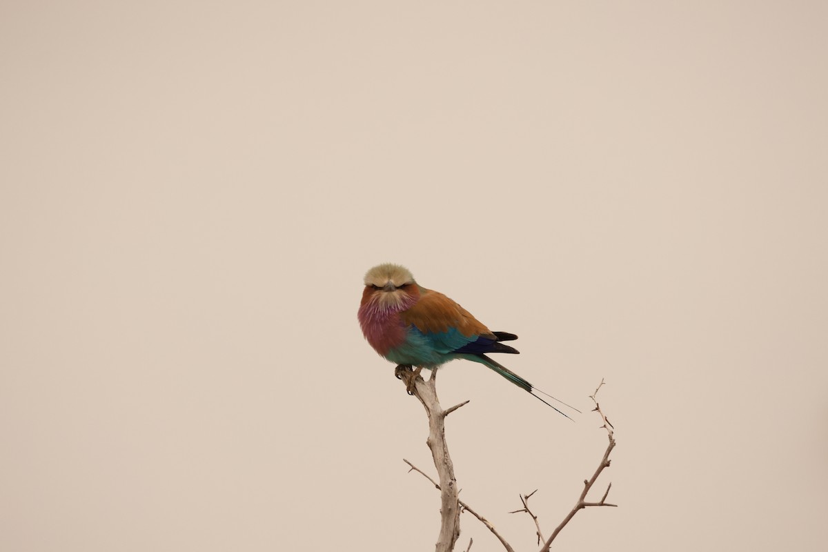 Lilac-breasted Roller - ML619417167