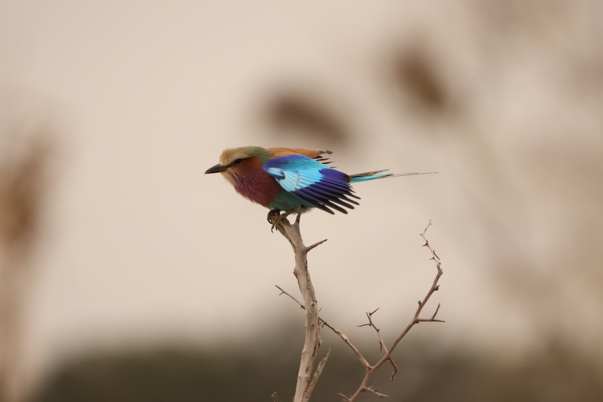 Lilac-breasted Roller - ML619417169