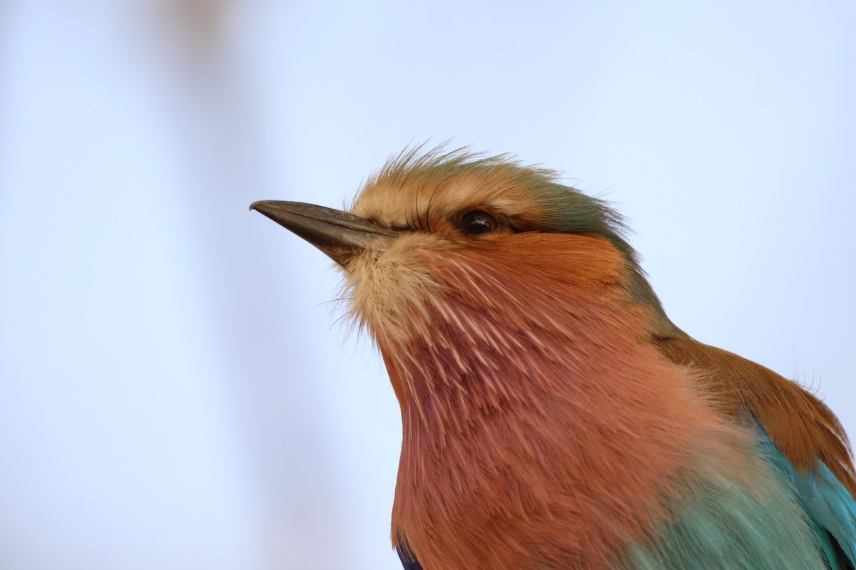 Lilac-breasted Roller - ML619417170