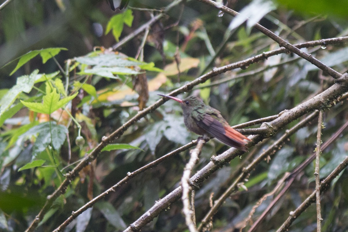 Rufous-tailed Hummingbird - ML619417208