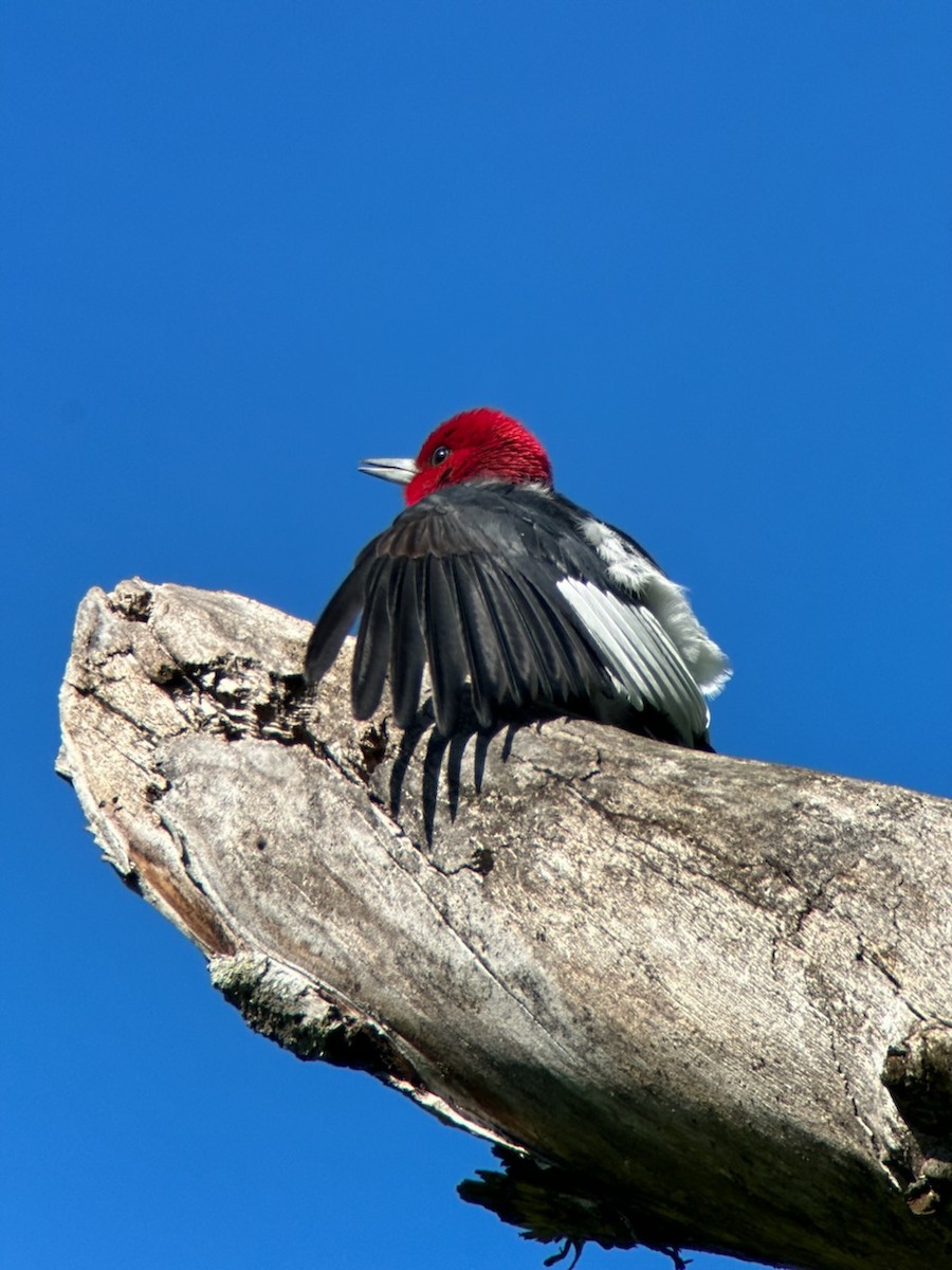 Red-headed Woodpecker - ML619417212