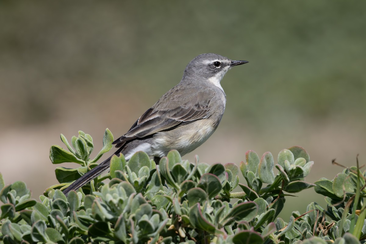 Cape Wagtail - ML619417314