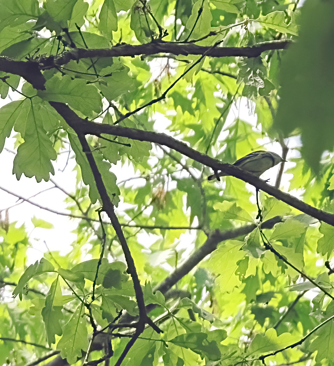 eBird Checklist - 21 May 2024 - Wantastiquet Mt. Natural Area ...