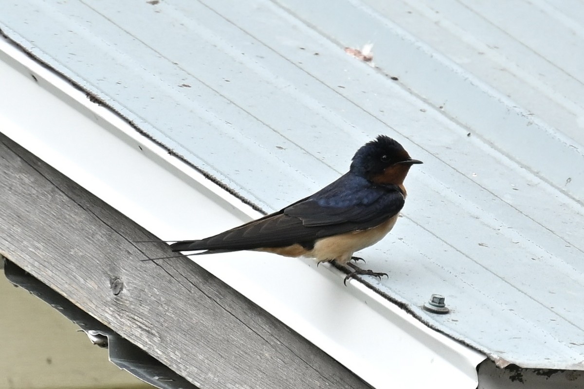 Barn Swallow - ML619417335