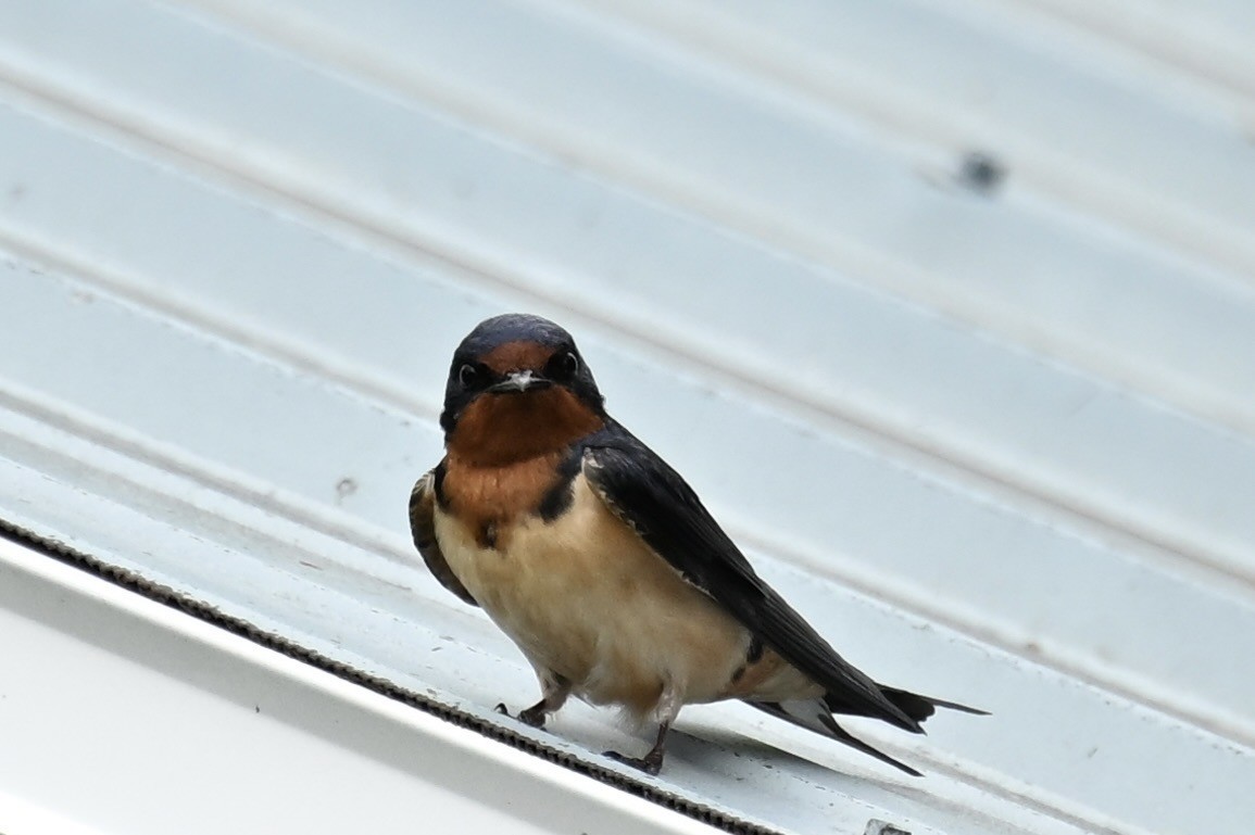Barn Swallow - ML619417336