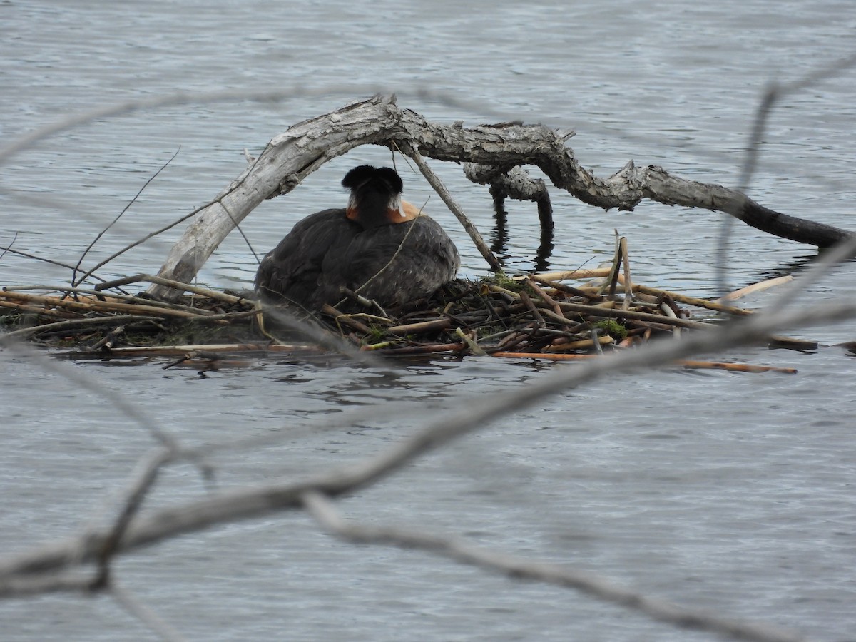 Red-necked Grebe - ML619417387