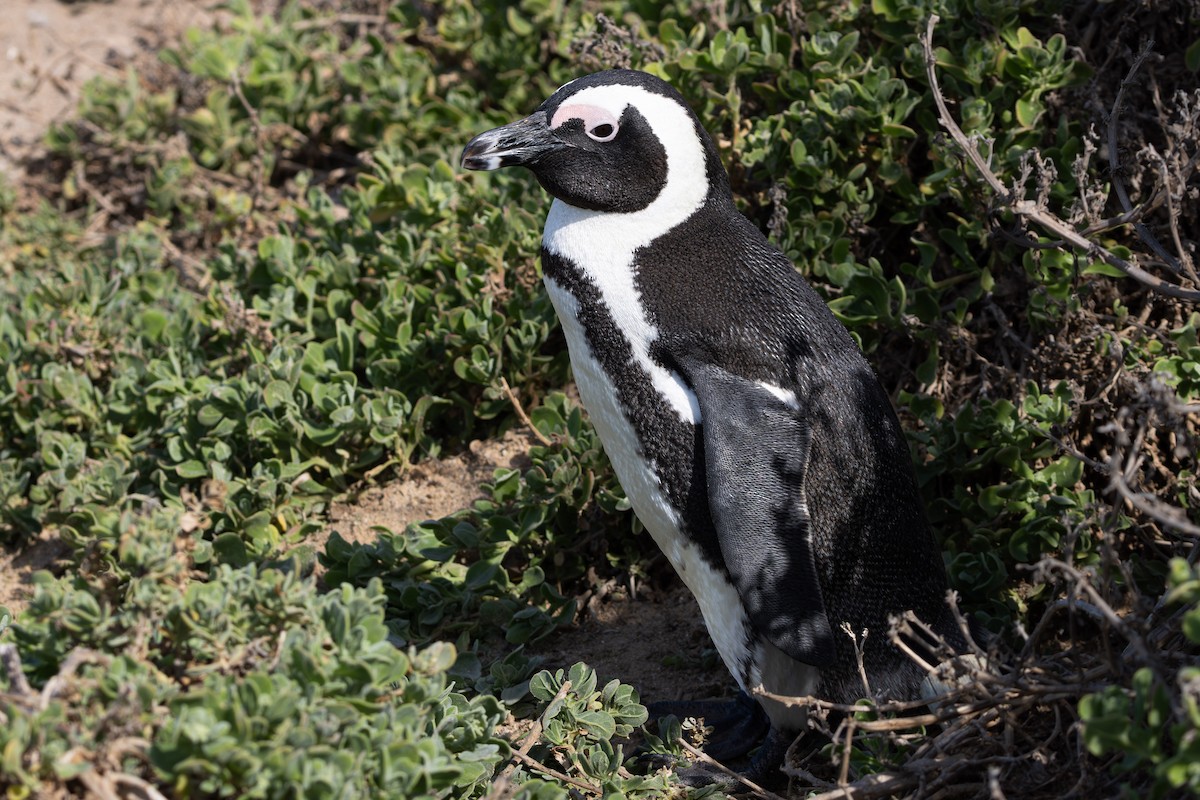 Pingüino de El Cabo - ML619417388