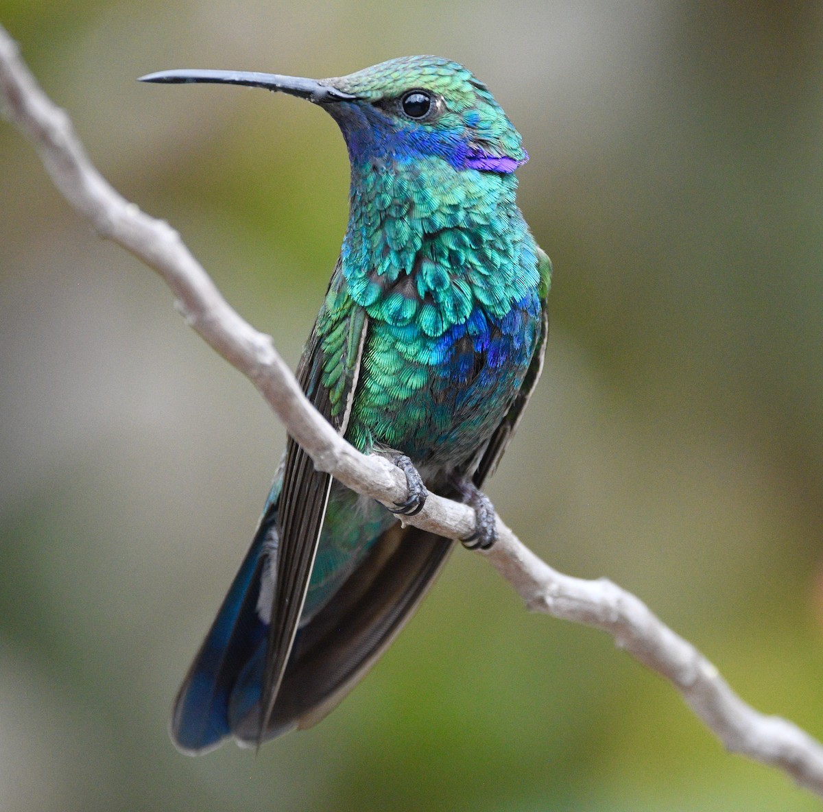 kolibřík modrolící - ML619417394