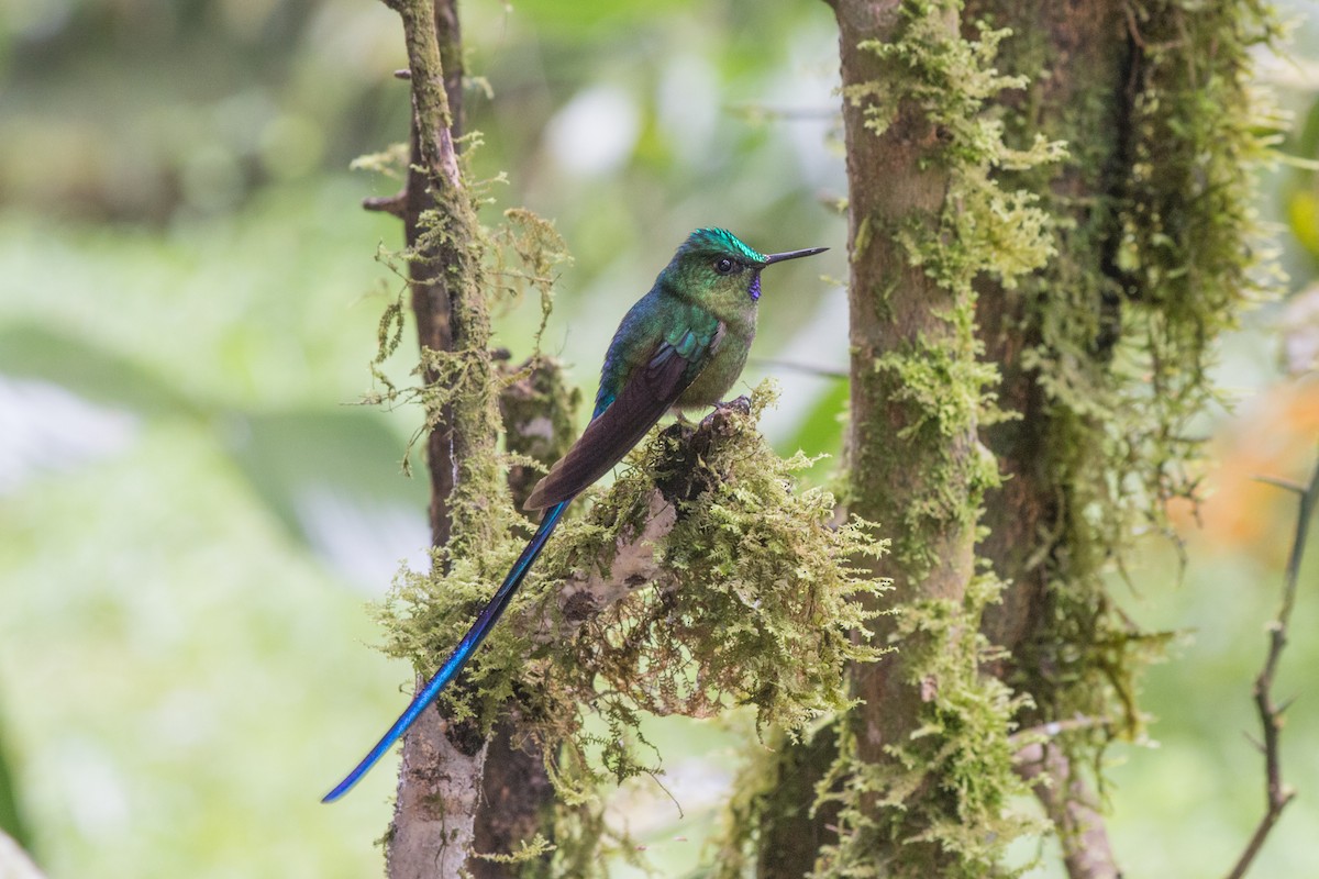 Violet-tailed Sylph - ML619417404