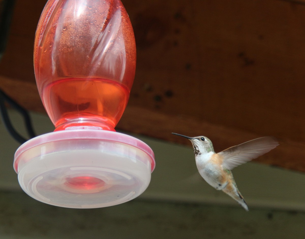 Calliope Hummingbird - ML619417405