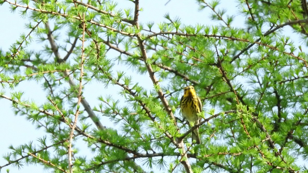 Cape May Warbler - ML619417422
