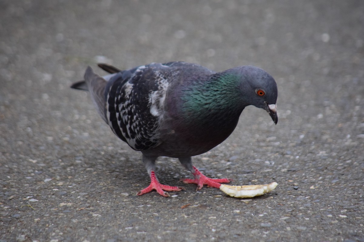Rock Pigeon (Feral Pigeon) - ML619417451