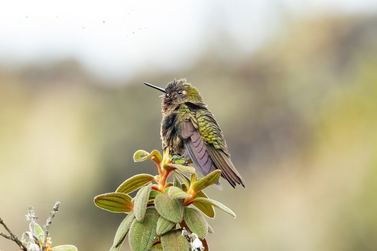 kolibřík rudohrdlý - ML619417466