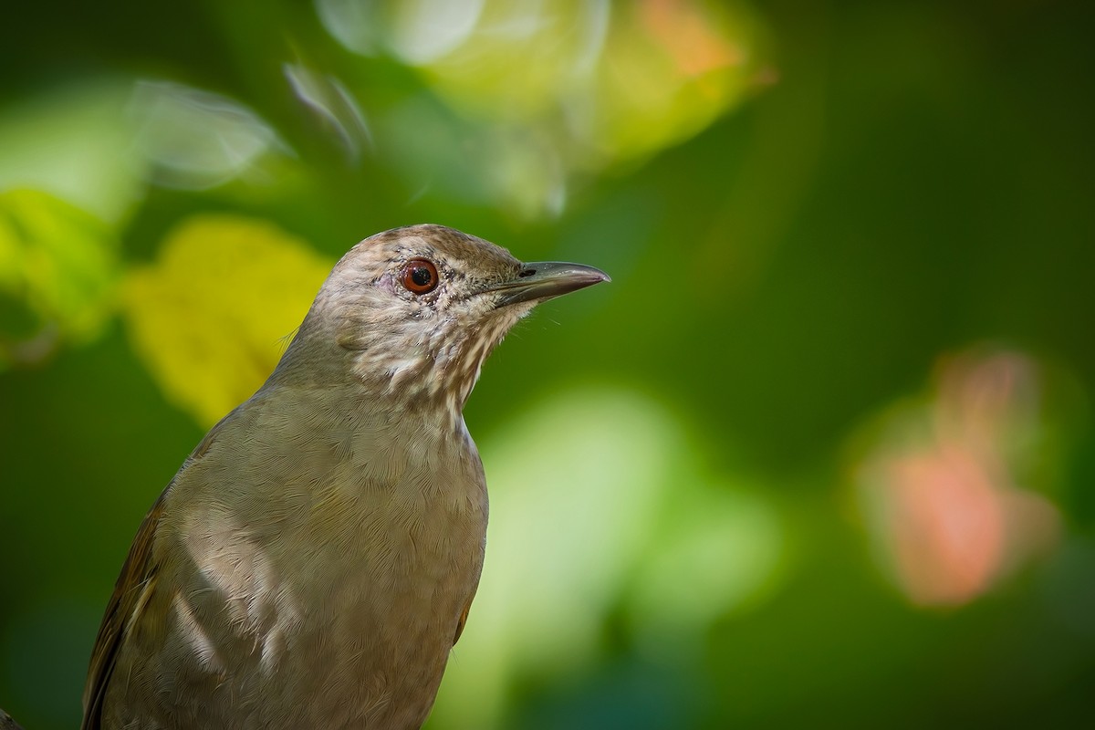 Pale-breasted Thrush - ML619417469