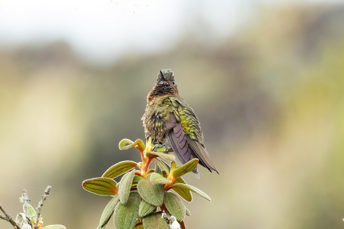 kolibřík rudohrdlý - ML619417482