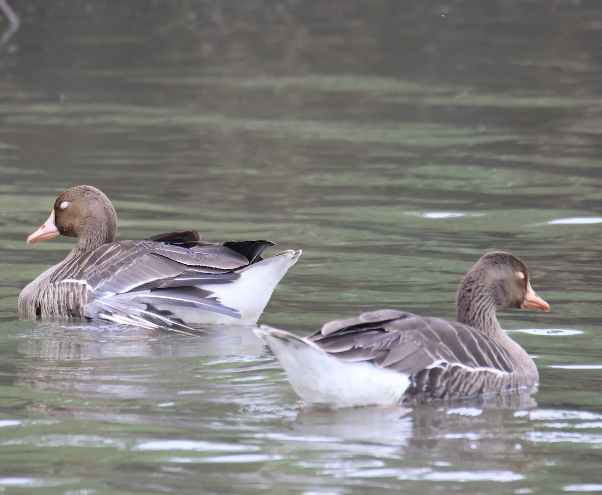 Greater White-fronted Goose - ML619417508