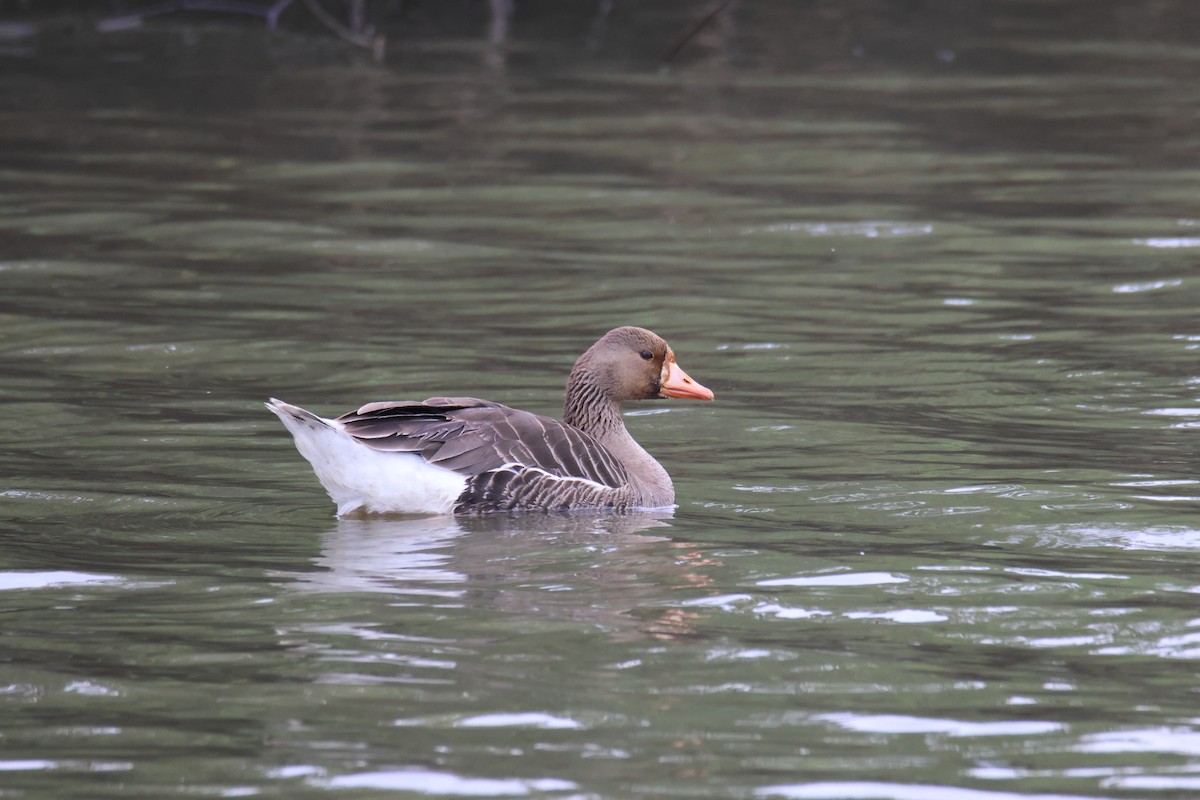 Greater White-fronted Goose - ML619417510
