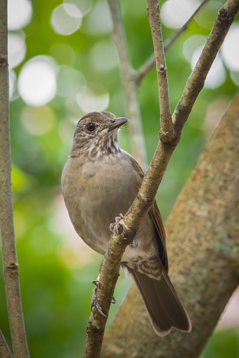 Pale-breasted Thrush - ML619417518