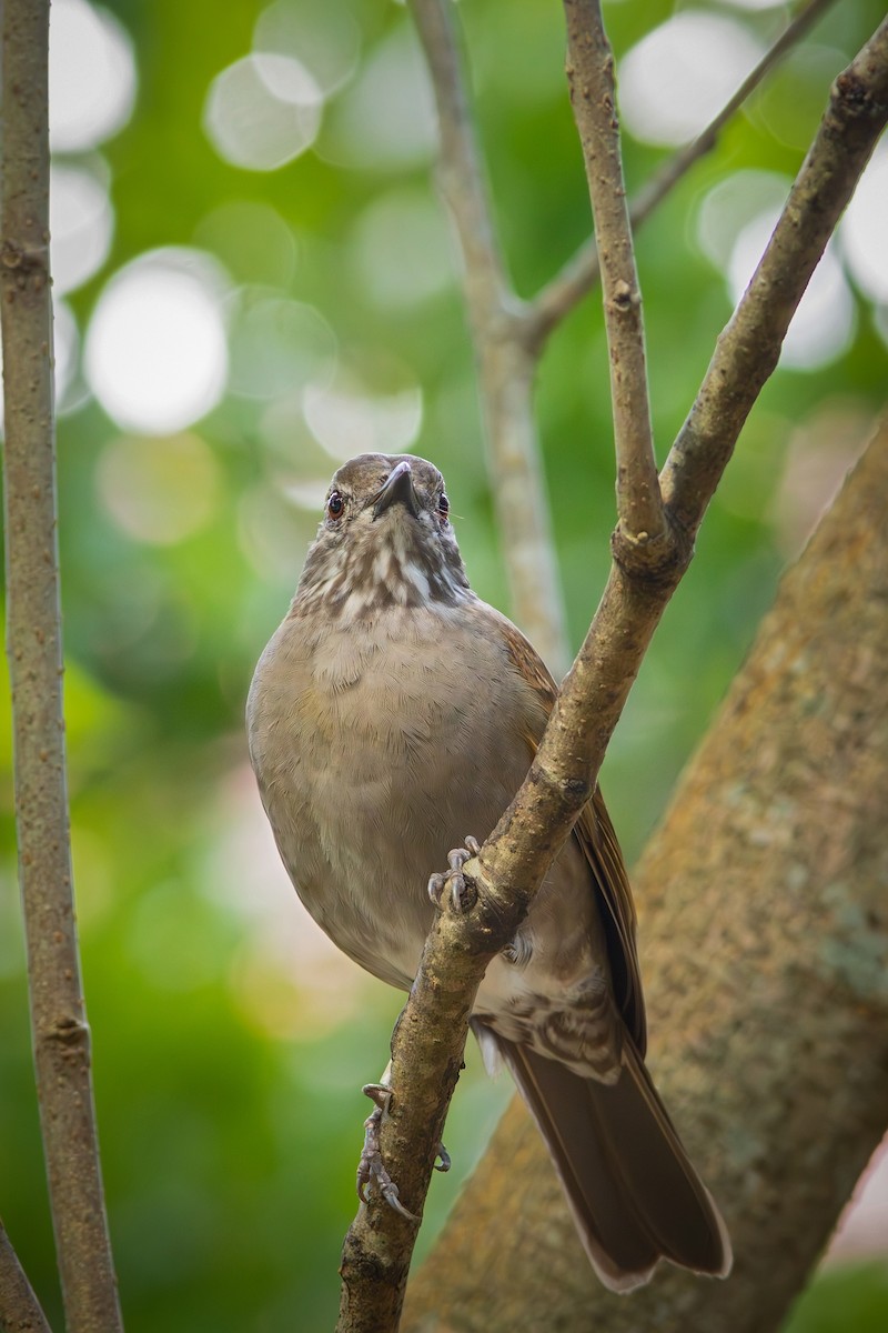 Pale-breasted Thrush - ML619417519