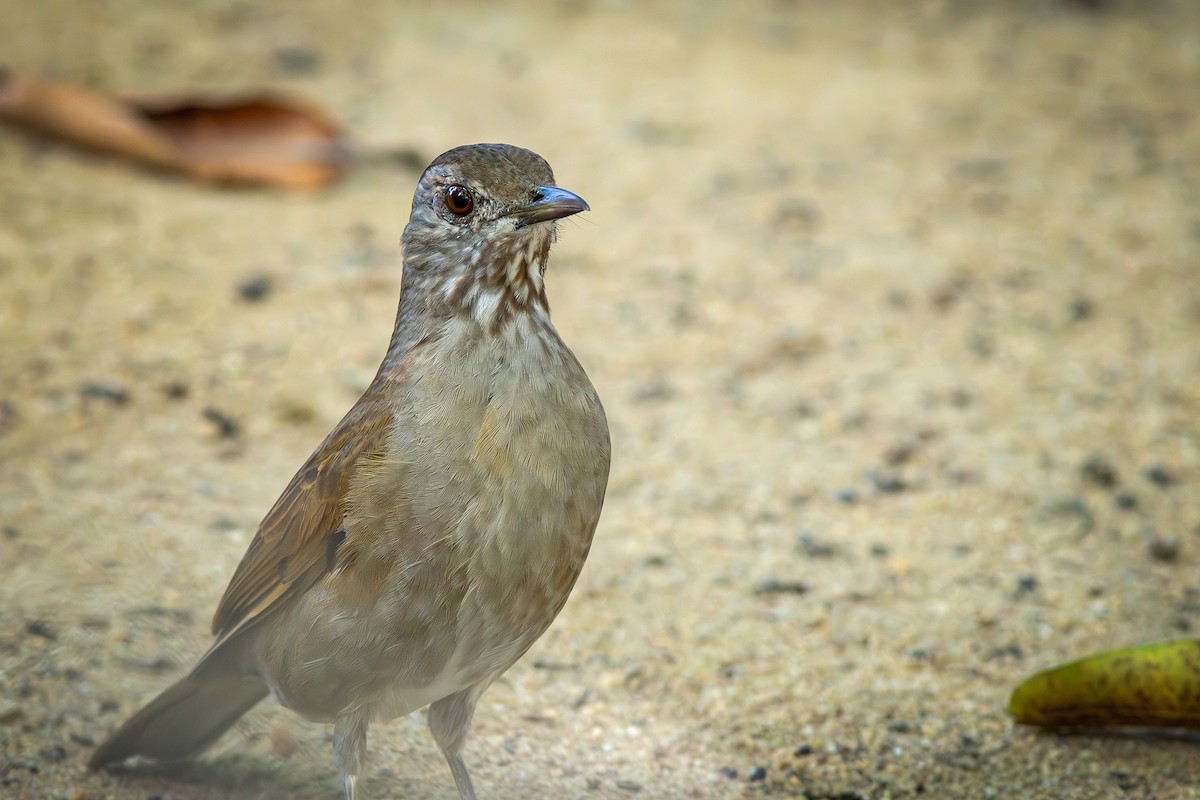 Pale-breasted Thrush - ML619417531