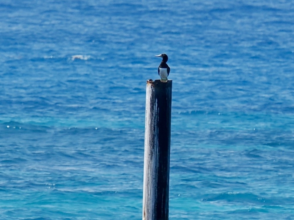 Brown Booby - ML619417594