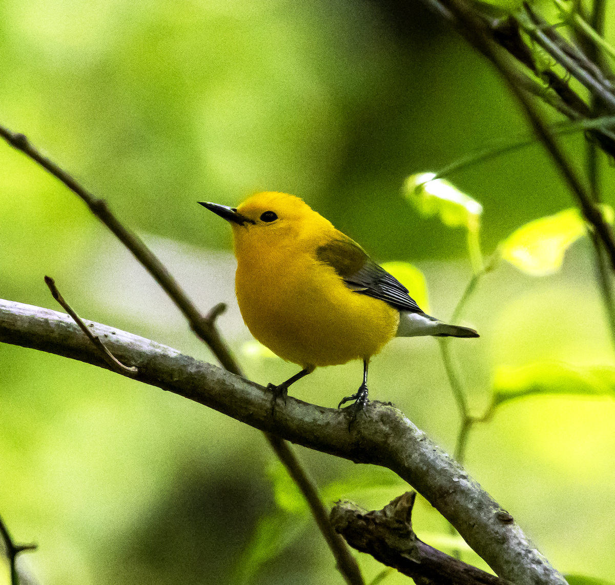 Prothonotary Warbler - ML619417598