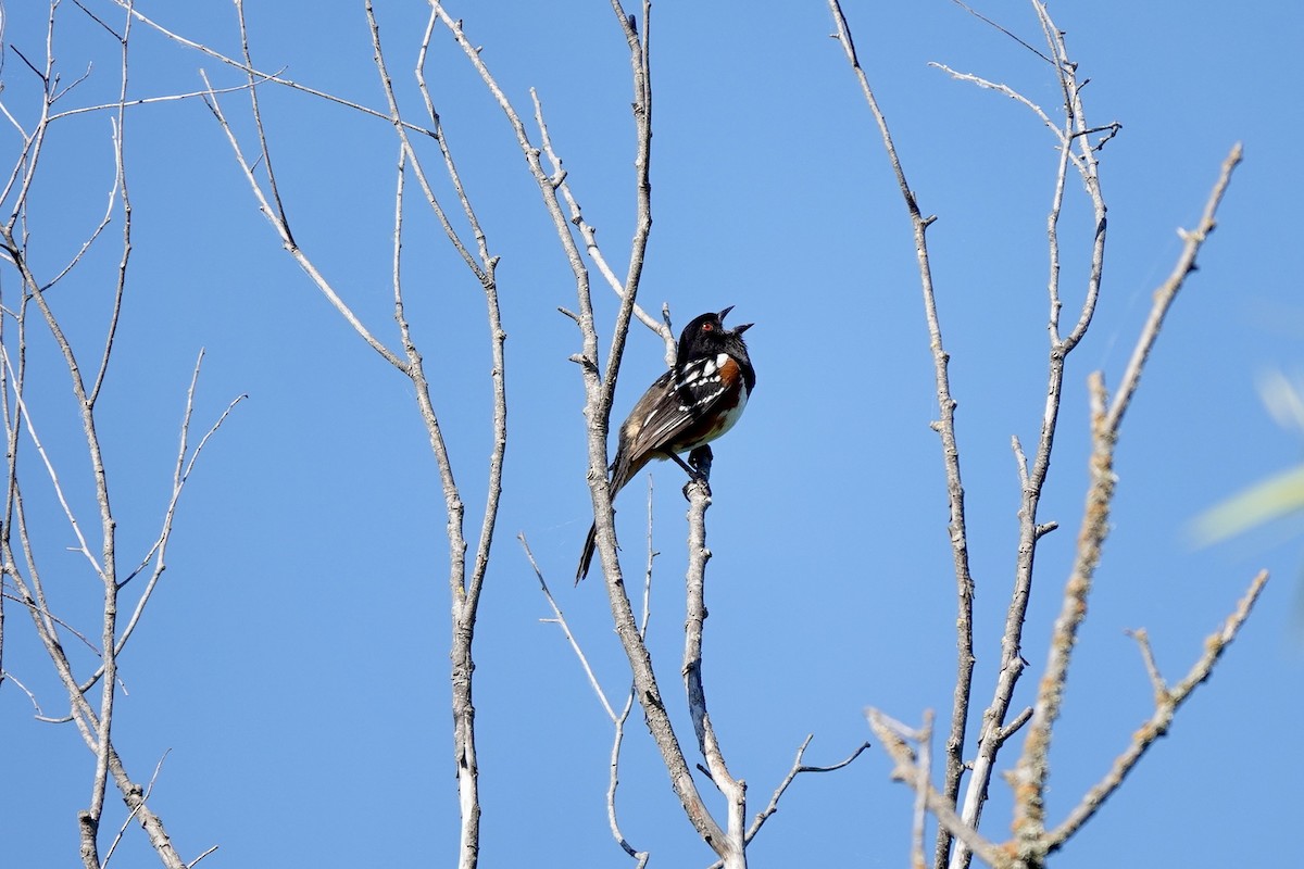 Spotted Towhee - ML619417602