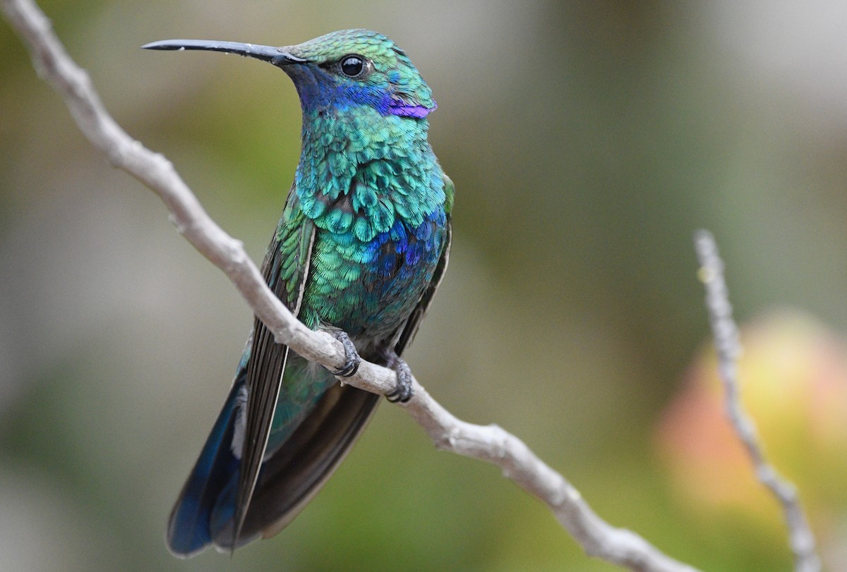 kolibřík modrolící - ML619417619