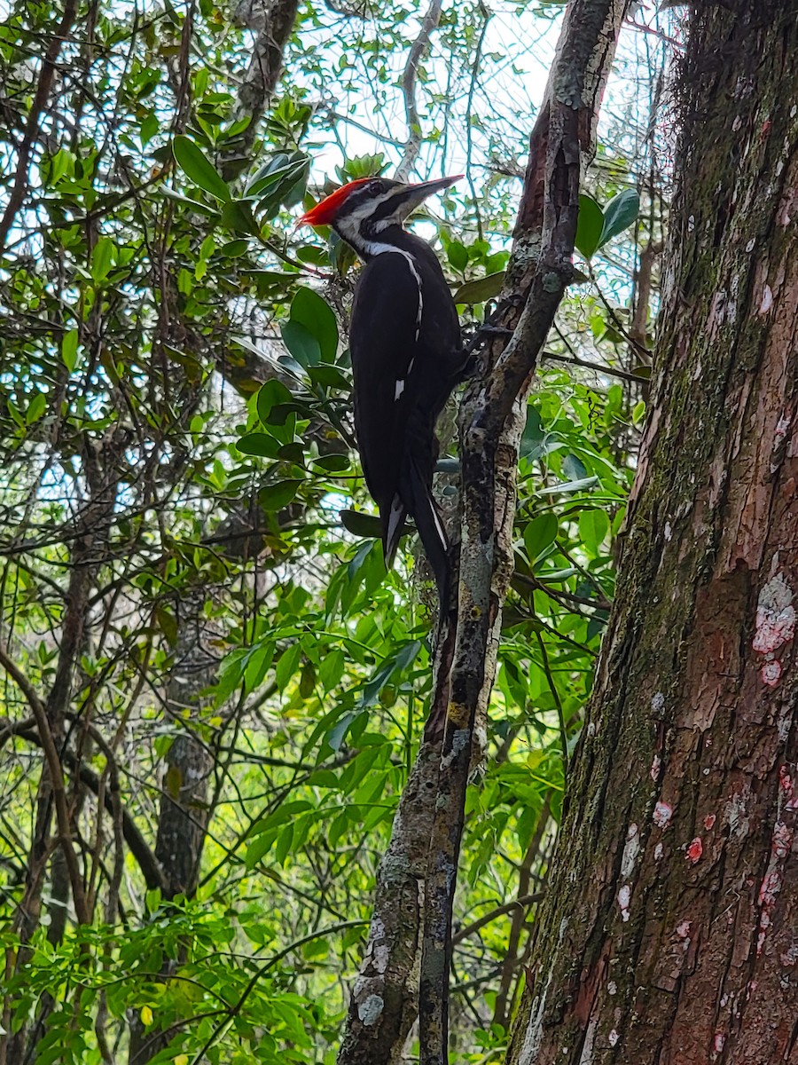 Pileated Woodpecker - ML619417671