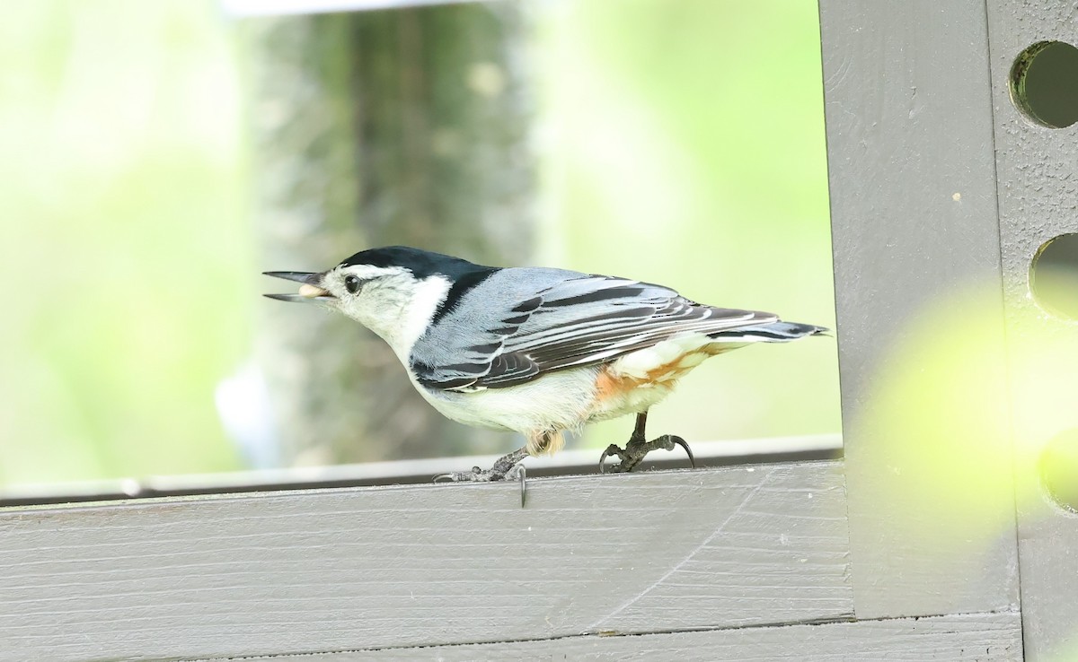White-breasted Nuthatch - ML619417741