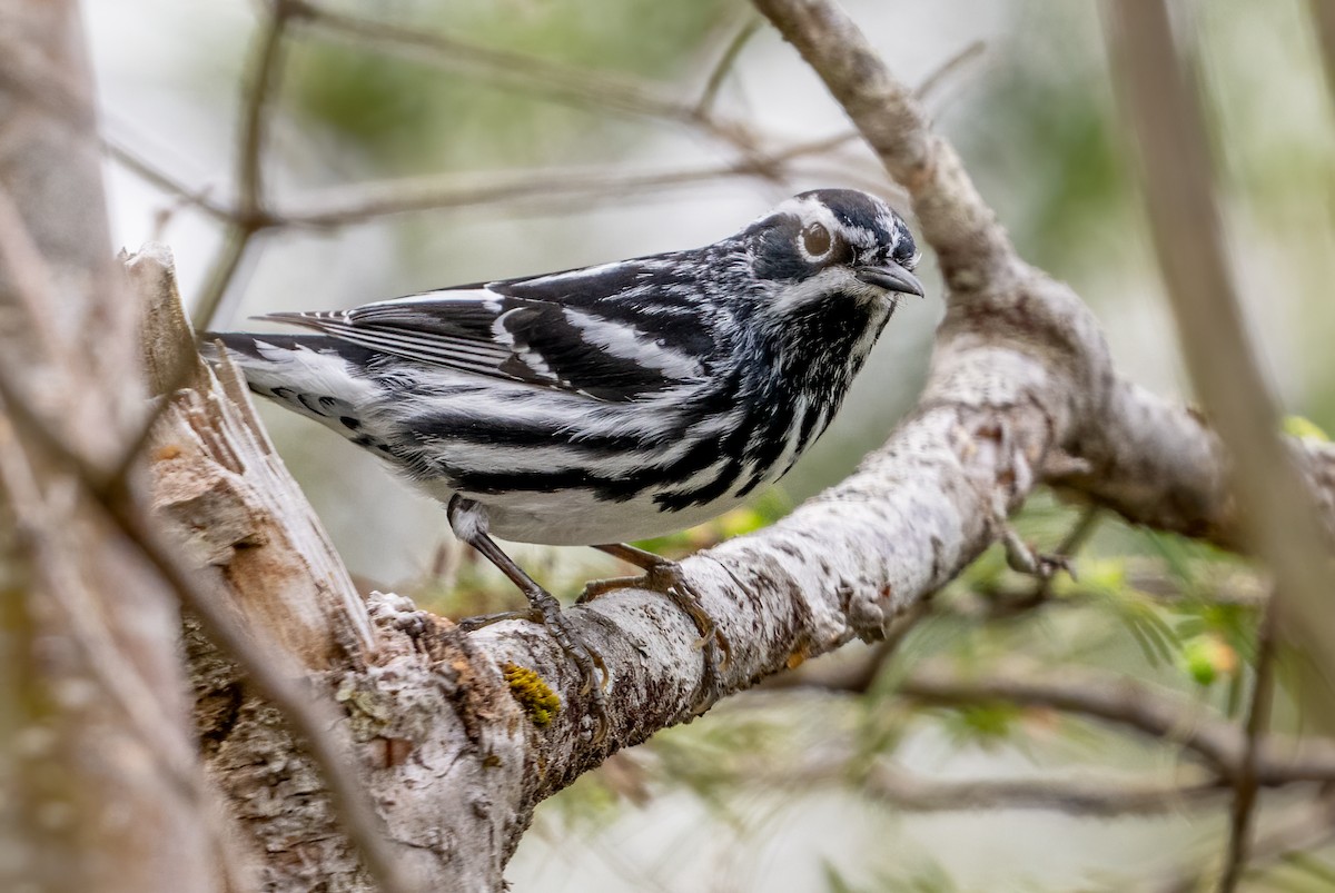 Black-and-white Warbler - ML619417743