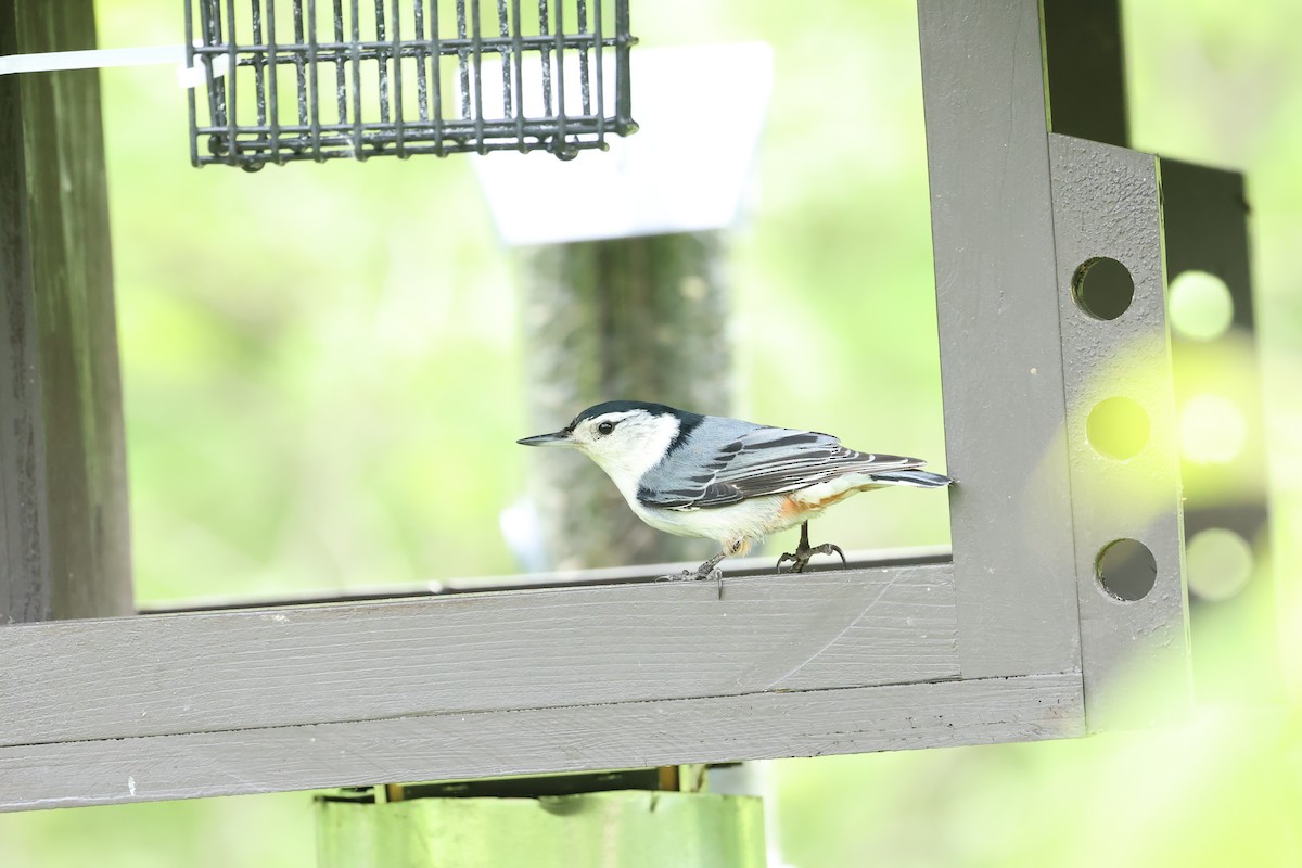 White-breasted Nuthatch - ML619417744