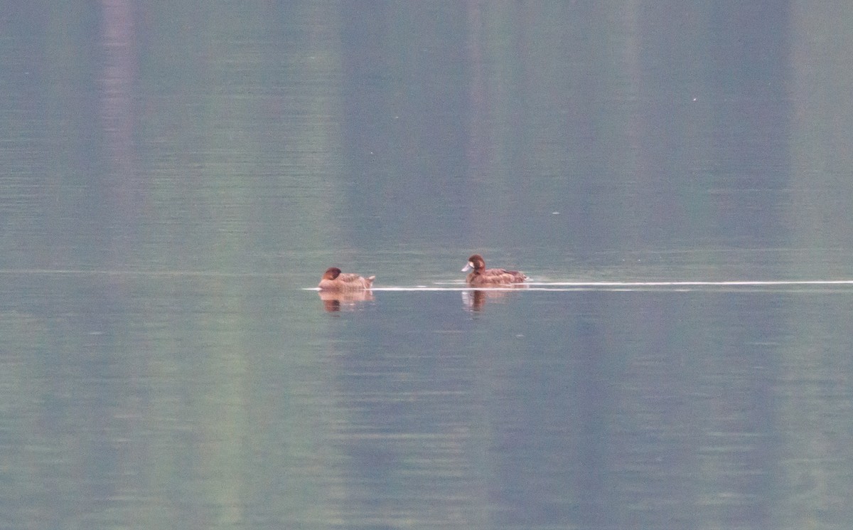 Greater Scaup - ML619417776