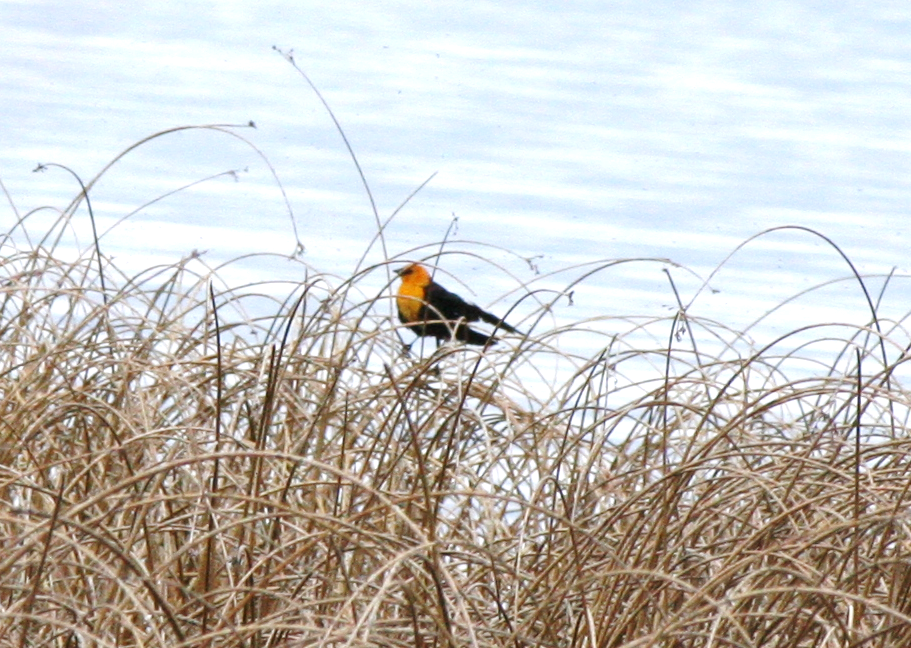 Yellow-headed Blackbird - ML619417784