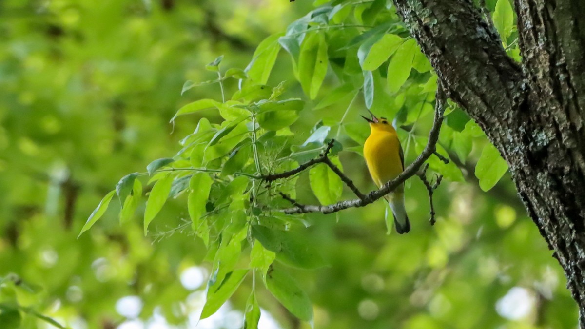 eBird Checklist - 21 May 2024 - Bachelor Brook-Stony Brook Conservation ...