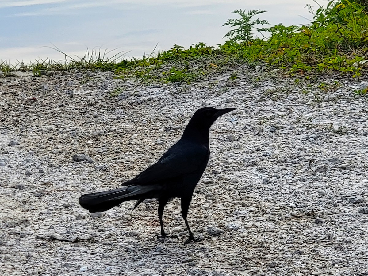 Boat-tailed Grackle - ML619417794