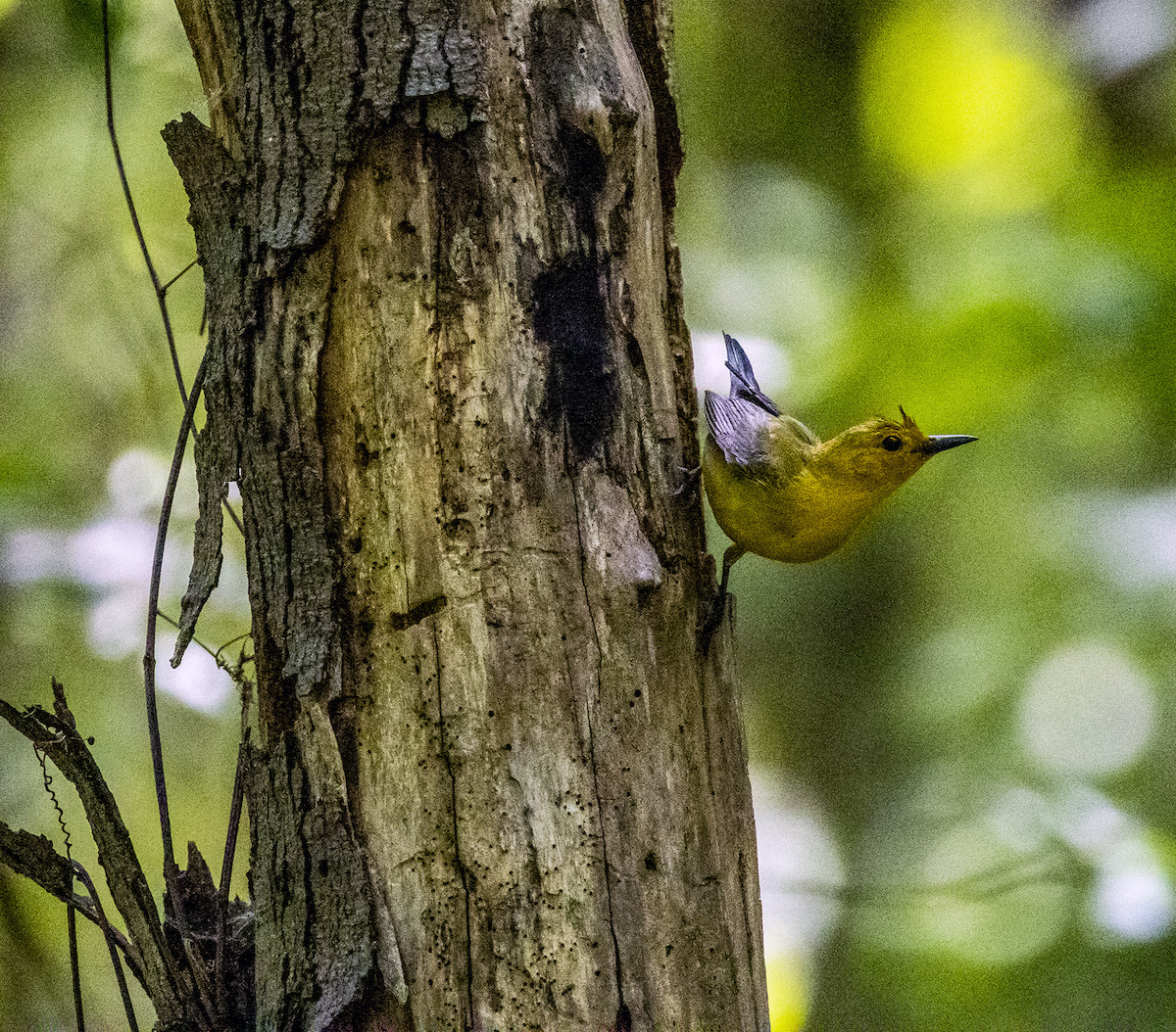 Prothonotary Warbler - ML619417811