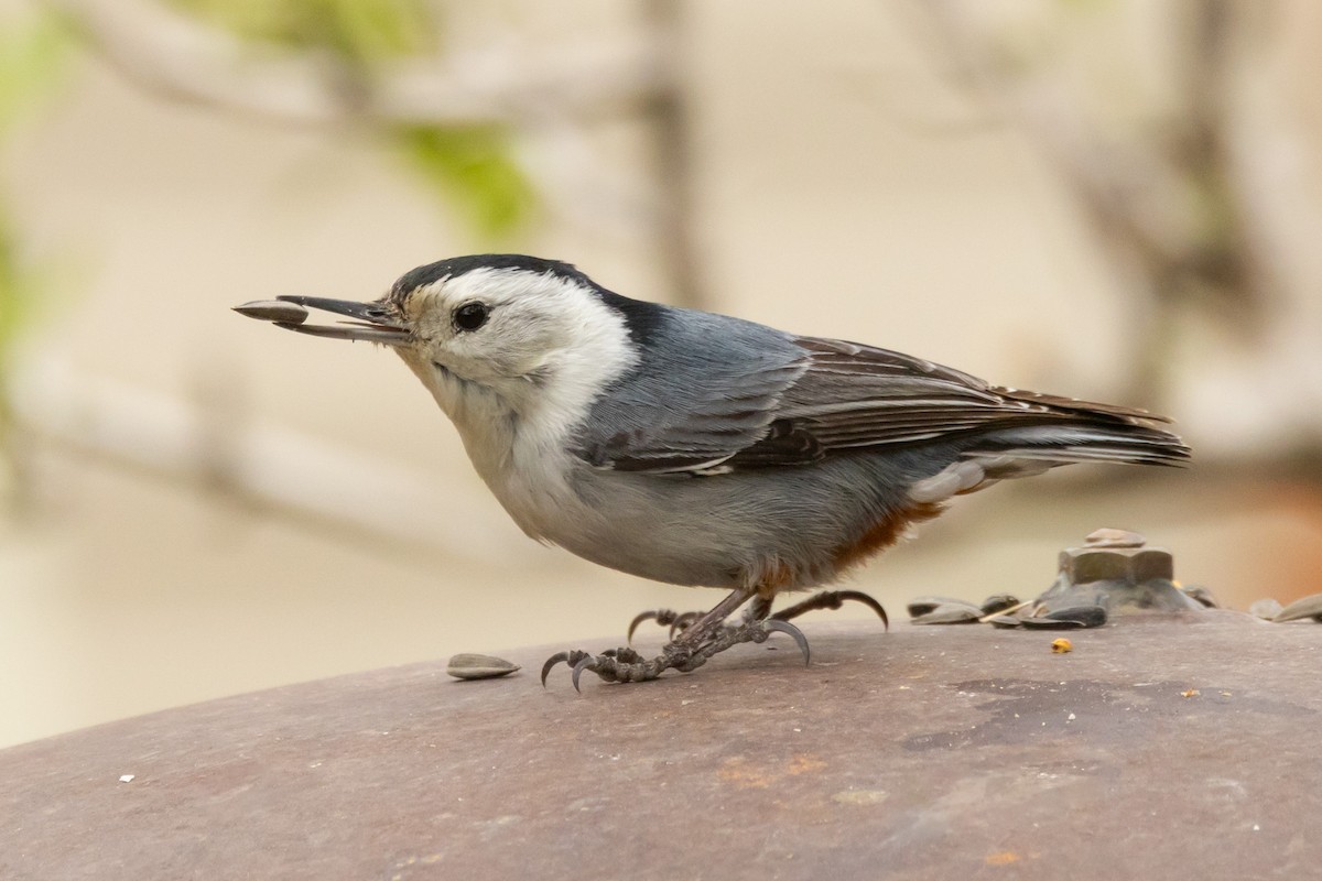 White-breasted Nuthatch (Interior West) - ML619417825