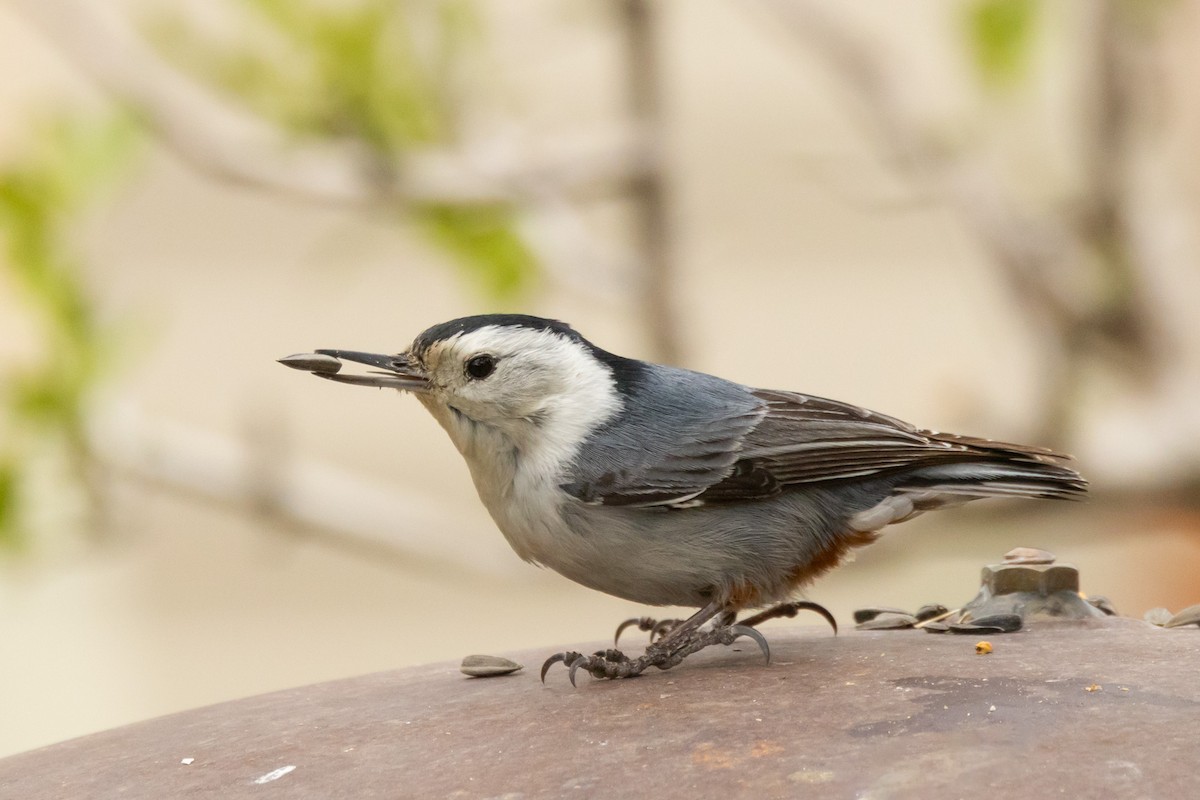 White-breasted Nuthatch (Interior West) - ML619417826
