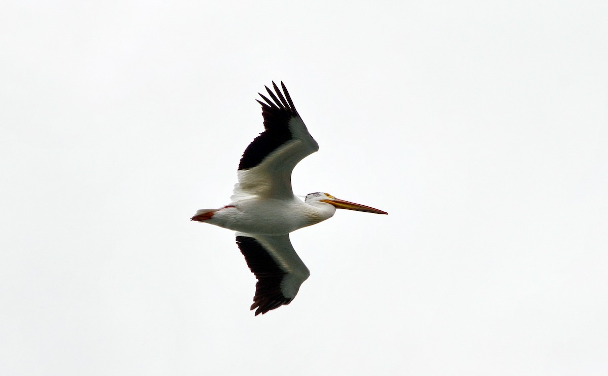 American White Pelican - ML619417838